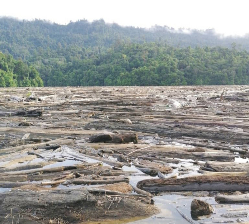 S’wak politicians not doing enough for environment: WWF survey
