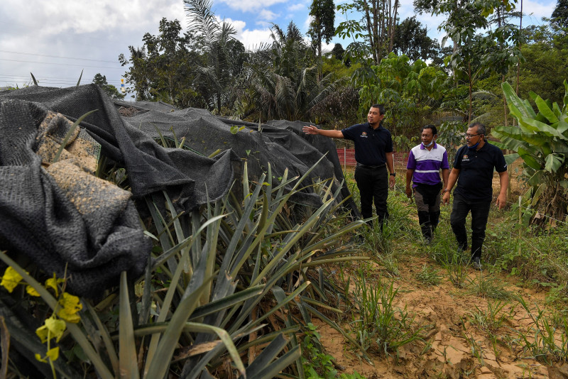 90 pineapple farmers lose RM5.4 mil due to floods