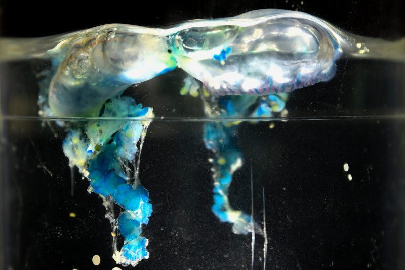 Beware Portuguese man o’ war jellyfish, Terengganu beachgoers told