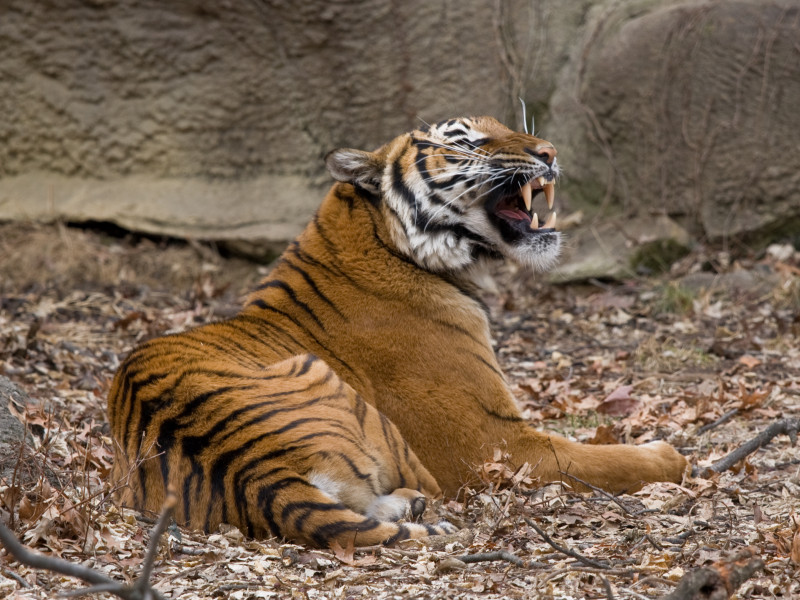 Research seeks to protect Malayan tigers and preserve ecosystem balance