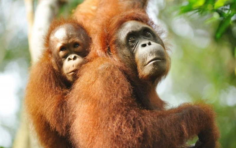 Orangutans vanish from Baram as logging, plantations spread