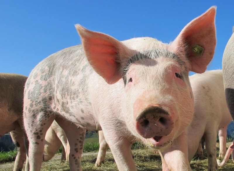 23 Penang pig farms hit by ASF, says CM