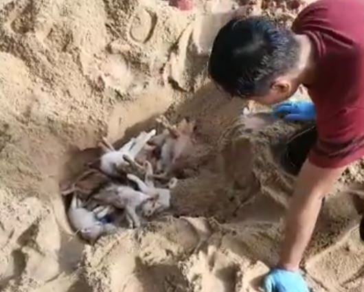 Man finds 20 dead cats at Terengganu beach, believed poisoned