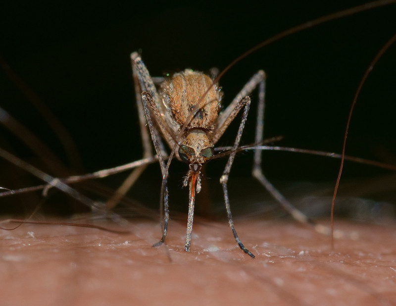 Australia battles spread of Japanese encephalitis after floods