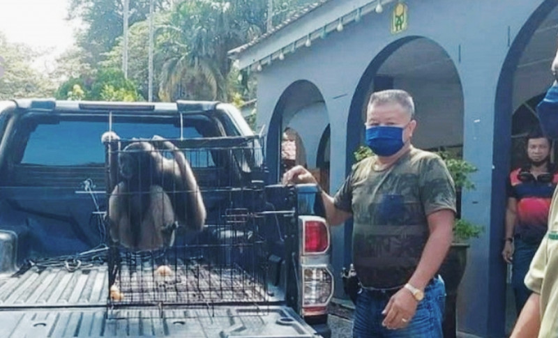 Rare Borneon gibbon rescued from 5-year captivity