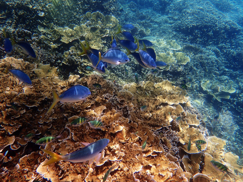 Australia welcomes Unesco decision not to deem Great Barrier Reef ‘in danger’