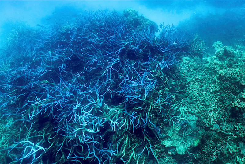 Australia declares ‘mass bleaching’ at Great Barrier Reef