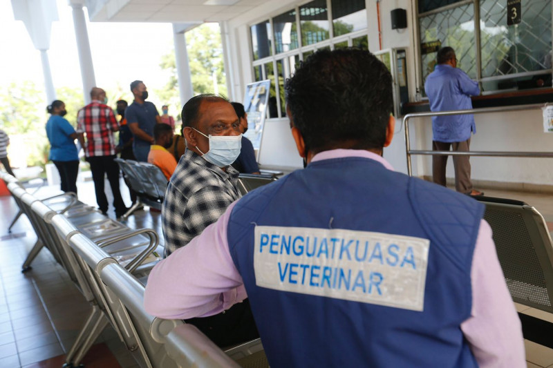 Penang court fines goat breeder RM5,000 for illegally moving animals