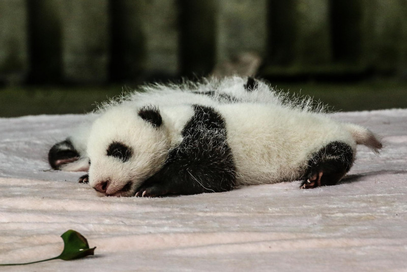 Govt’s right to decide third panda cub’s name: National Zoo