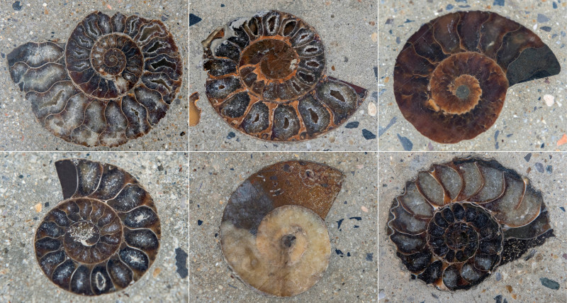 Fossils dating back 66 million years found outside Bangkok mall