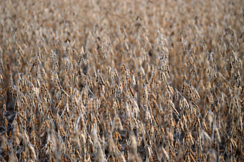 Soy boon for Argentina as Ukraine war boosts prices