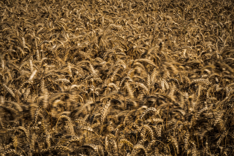 Malaysia to source wheat from Turkiye, says Ismail Sabri