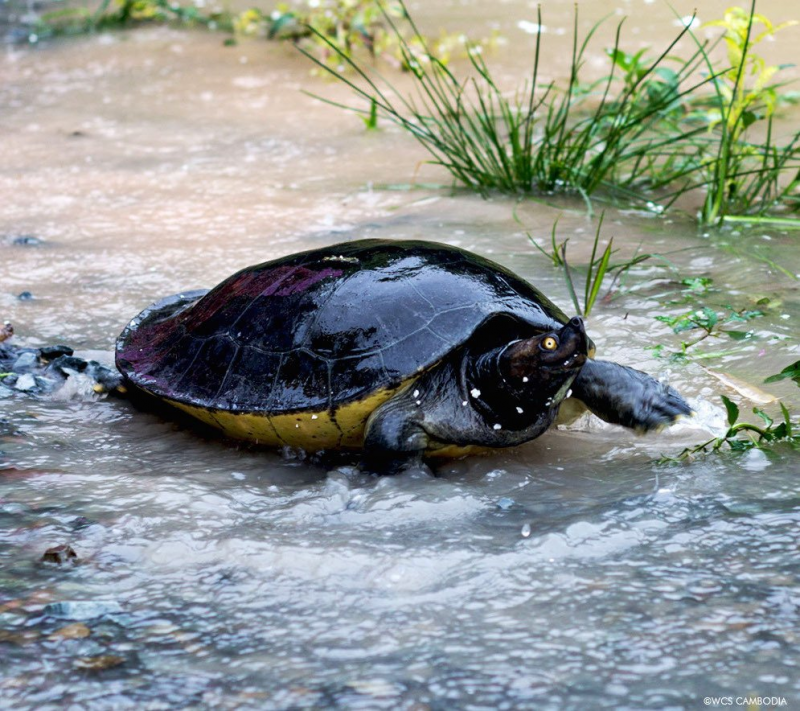 Endangered baby giant turtles released into Cambodian river