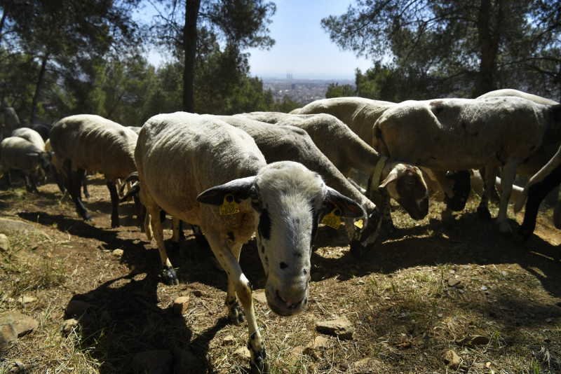 Barcelona employs sheep, goats to reduce wildfires