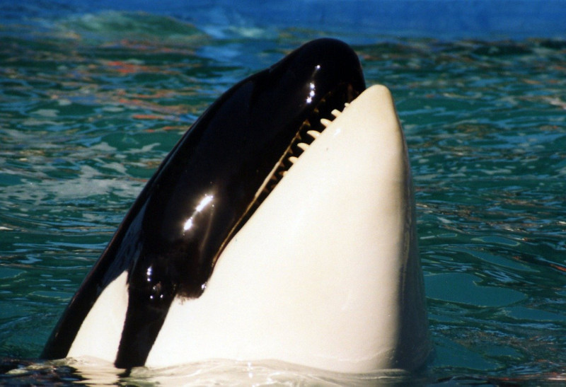 Killer whale spotted swimming in Seine River, France