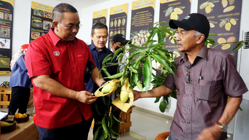 Kedah targets seasonal production of 600 tonnes of harumanis mangoes
