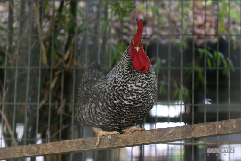 Domestic chicken supply remains adequate: survey