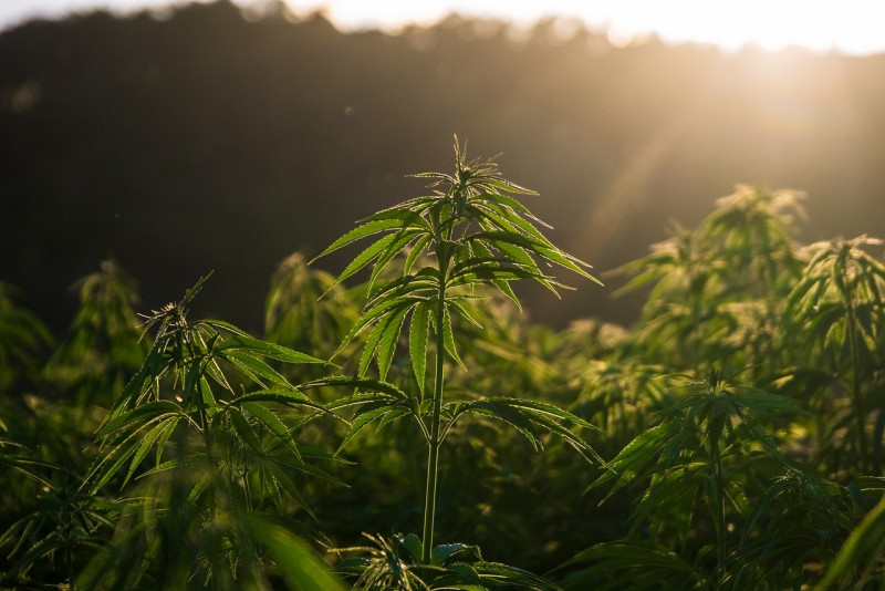 Investigation paper on ex-diplomat, son for weed farm still being completed: police