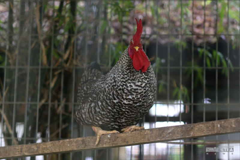 MyCC chicken cartel probe in final stages: Rosol