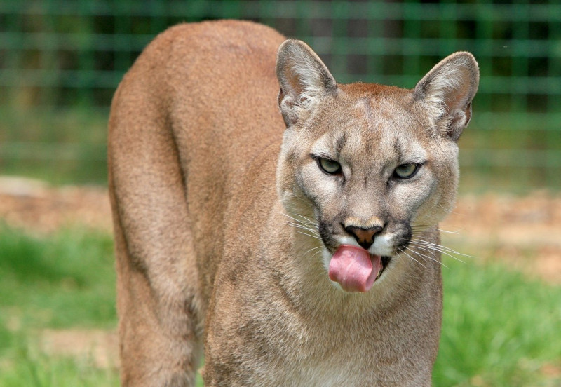 US girl survives rare attack by cougar