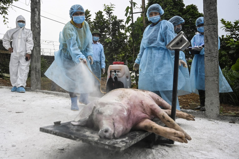 Vietnam develops new African swine fever vaccine: official