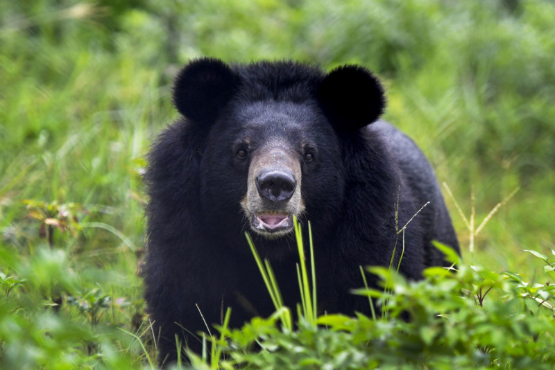 Vietnamese cops seize biggest bear bile haul