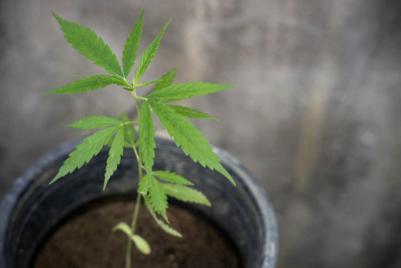 Cannabis investment platform hit with Spain suit