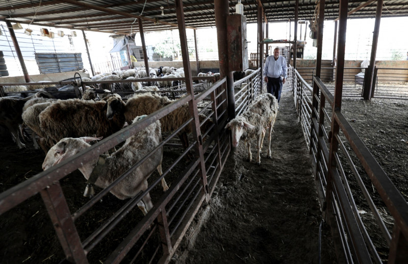 Palestinian farmers sound alarm over FMD virus outbreak