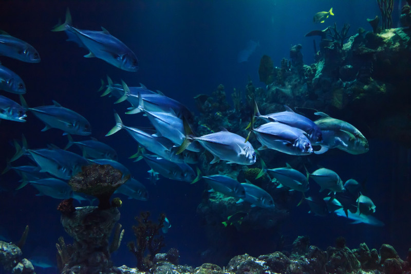 Saving oceans from bombardment by sonar, shipping, drilling – Y.Y. Neo, H.W. Slabbekoorn