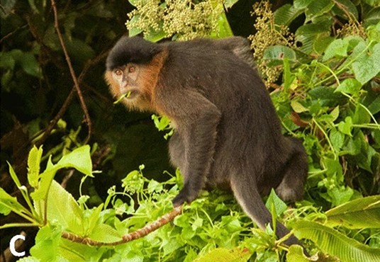 ‘Mystery monkey’ a sign of wildlife habitat loss: experts
