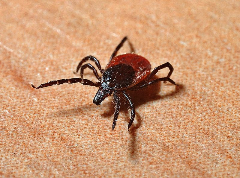 Over 14% of world has had Lyme disease: study