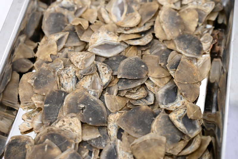 MACC busts international pangolin scale smuggling ring