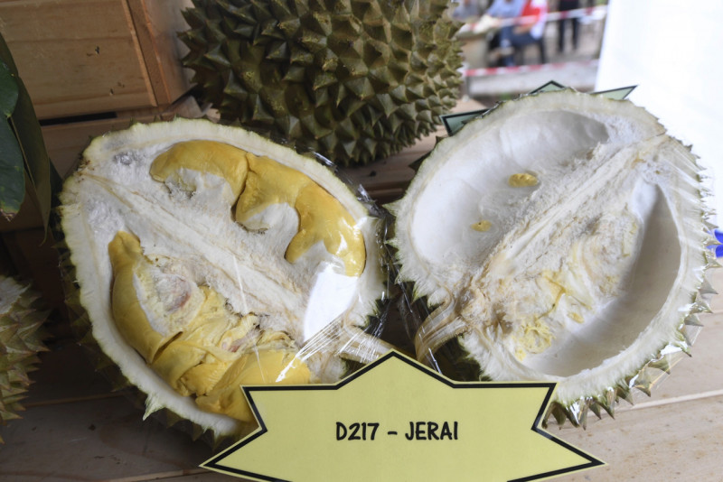 Kedah unveils new J Sparrow, Jerai durian varieties 