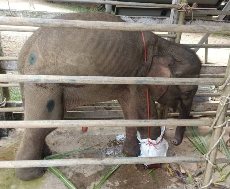 Baby elephant that had its foot amputated due to trap injury dies