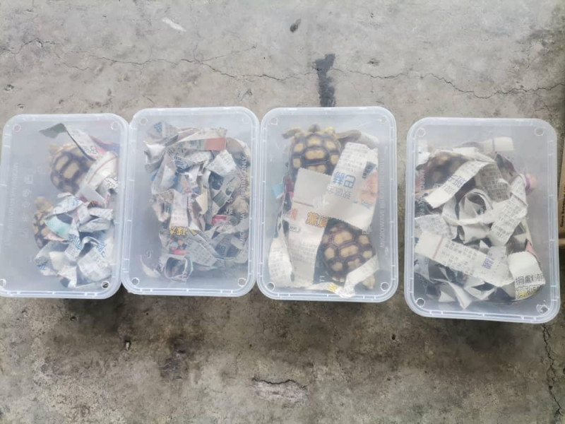 S’wak Customs, Forestry Dept foil rare African tortoise smuggling attempt in Miri