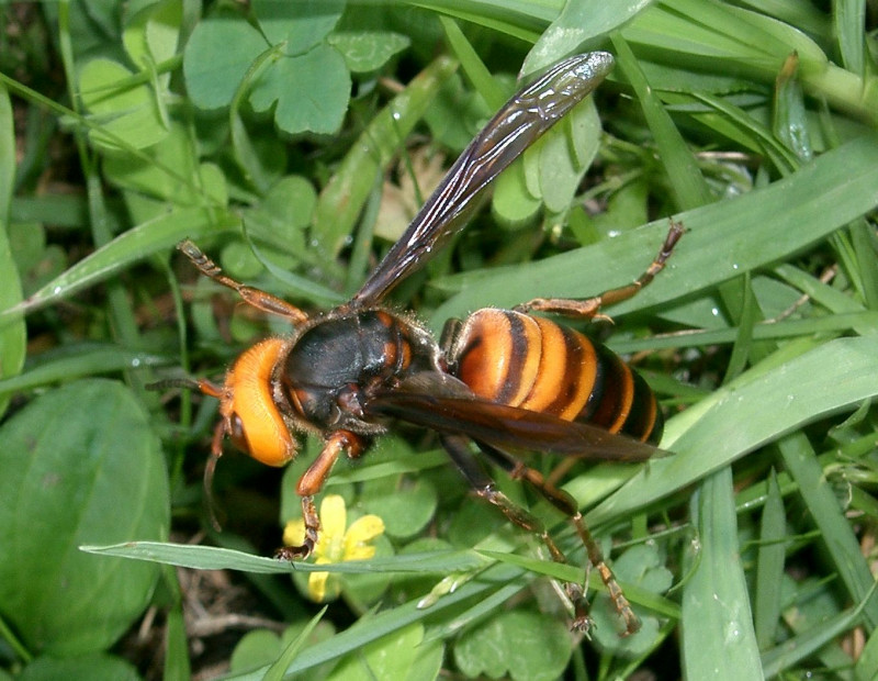 5-year-old boy dies after suffering around 60 hornet stings