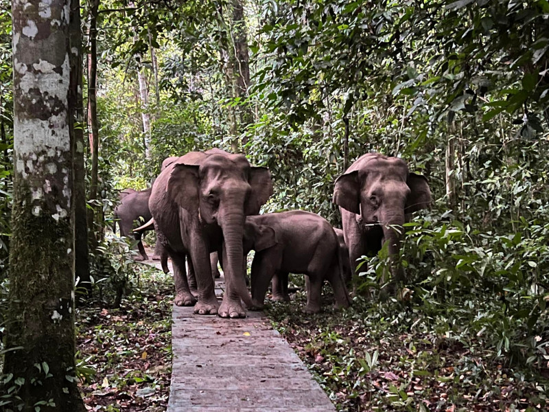 Farmers in Mersing in distress over elephant menace