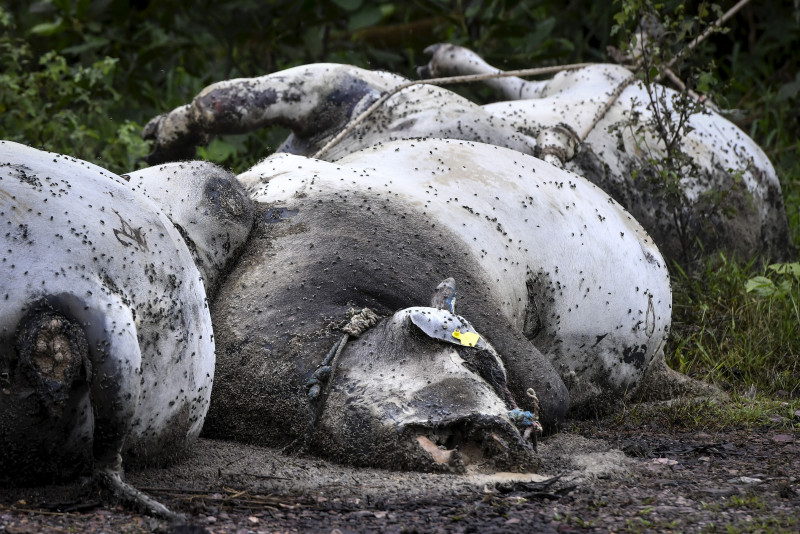 Villagers raise stink over 11 dead cows dumped in clearing
