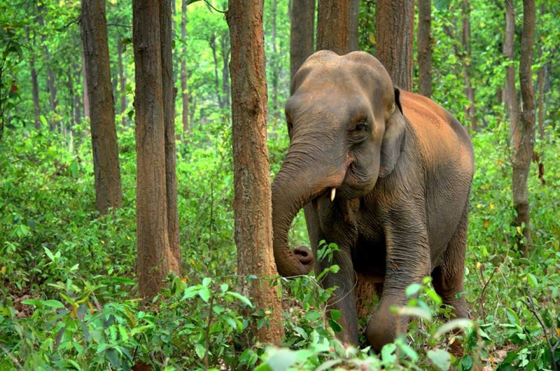 Farmers alarmed as wild elephant gores cattle in Gua Musang
