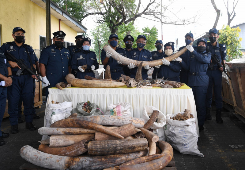 Biggest seizure: Customs finds RM80 mil wildlife parts in Port Klang raid