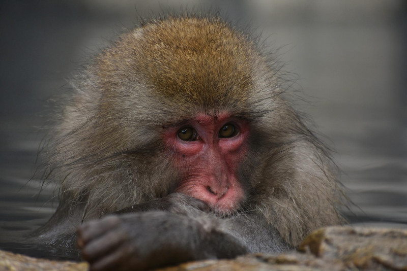 Marauding monkeys injure 42 in Japanese city