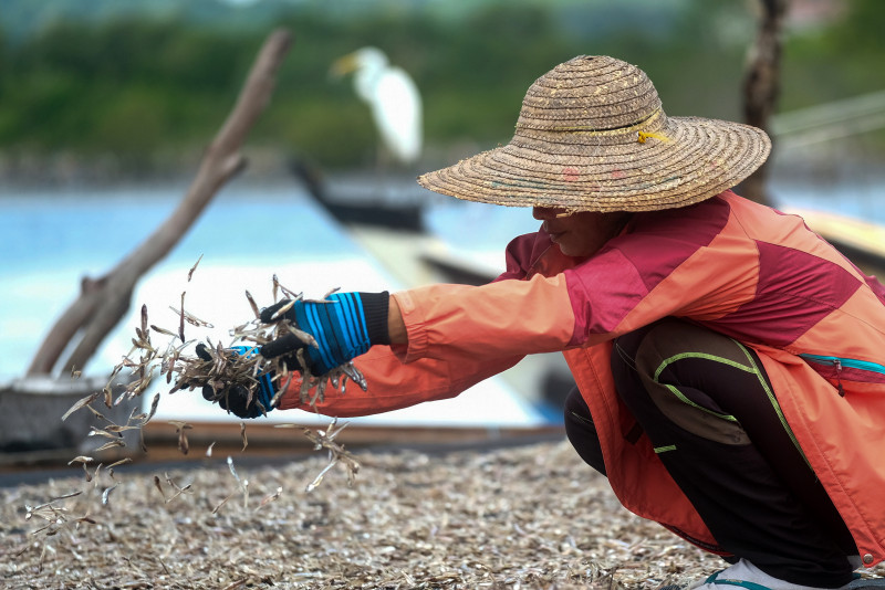 Increase in illegal fishing platforms in Kudat waters: Esscom