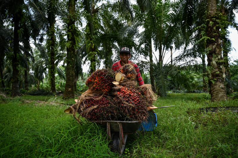 Almost 80% of labour shortage in plantation industry resolved: Fadillah