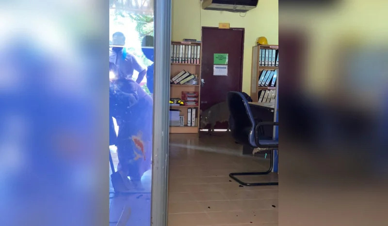 Chaos ensues as wild boar rams into Sik Hospital office