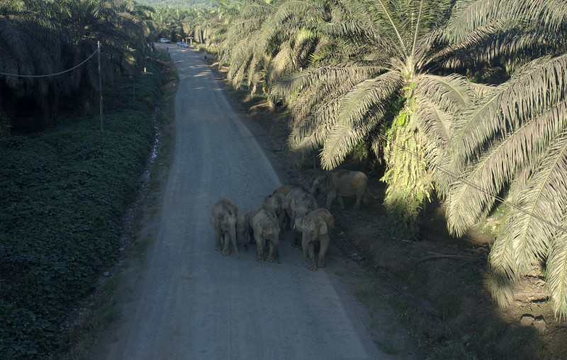Finding coexistence between humans and giants – WWF-Malaysia