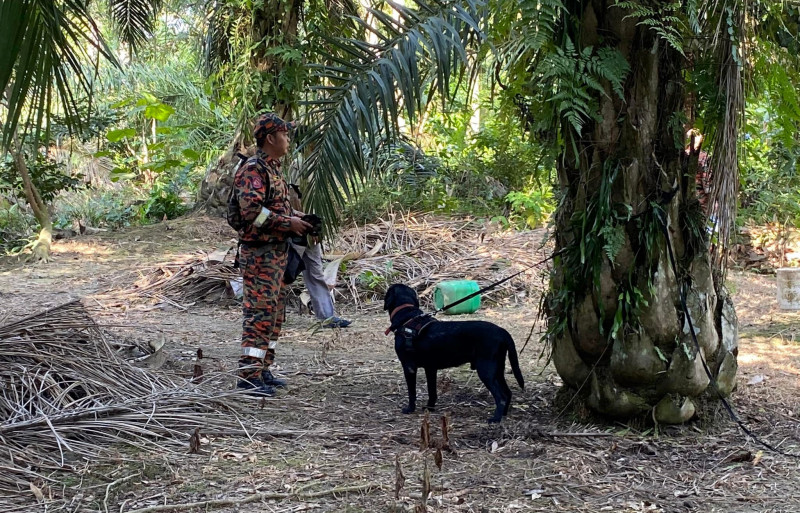 Senior citizen reported missing after going to oil palm plantation