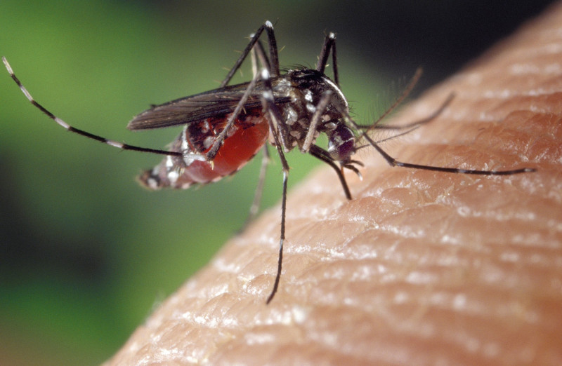 Cumulative dengue fever cases up 139% as of July: Zaliha