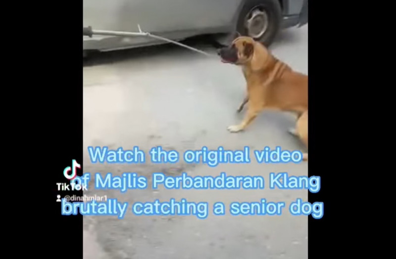 Group threatens to sue Klang authorities over ‘barbaric’ treatment of stray dog