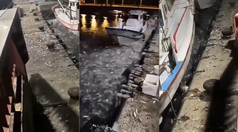 Thousands of anchovies at Pulau Pangkor mysteriously beached