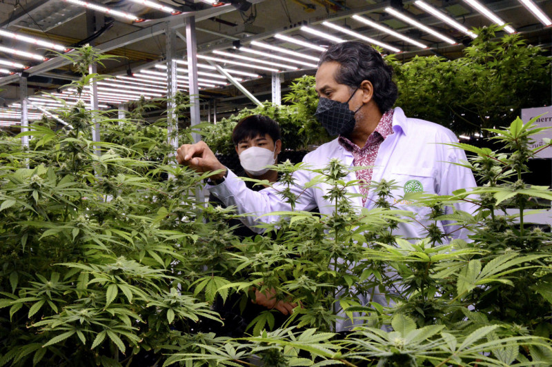 Decision on medical cannabis use will be made by year-end, says Khairy